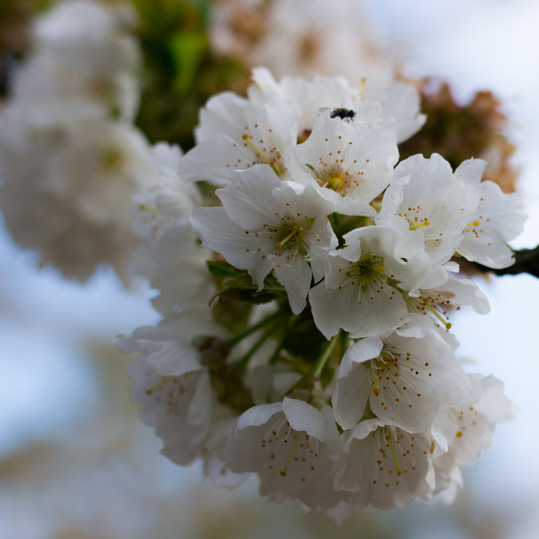 Kirschblüten I