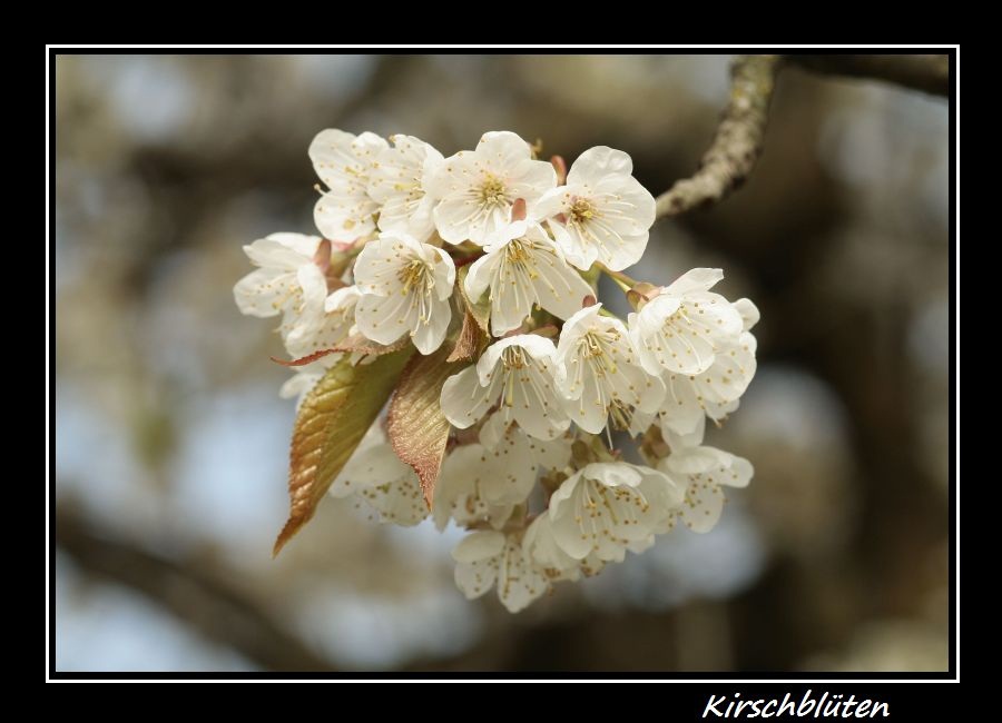 Kirschblüten I