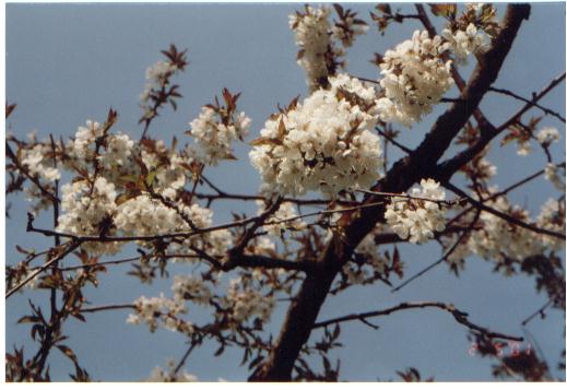 Kirschblüten I