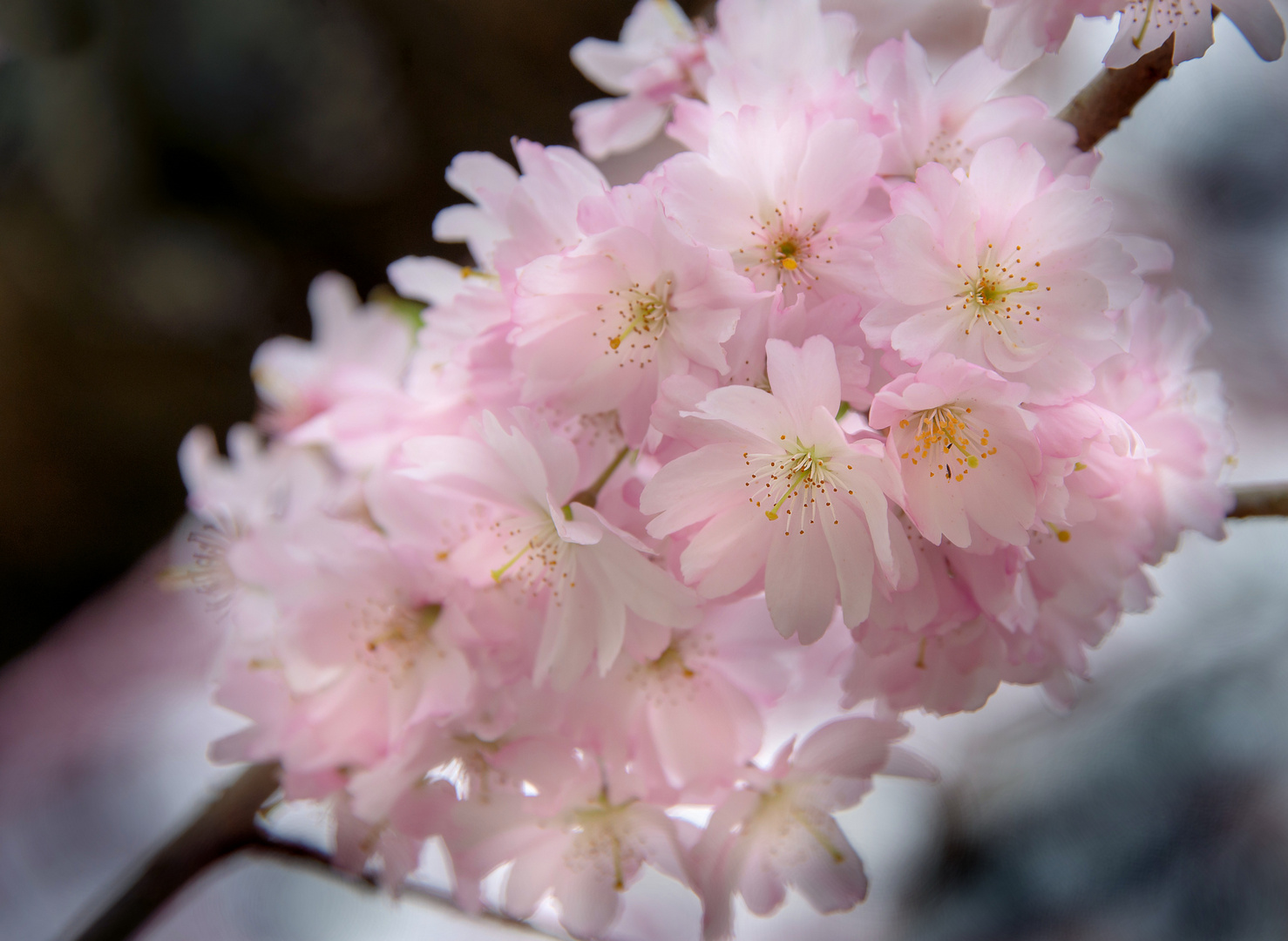 Kirschblüten I