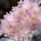Kirschblüten I