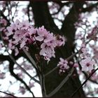 Kirschblüten (I) im Tennisplatz