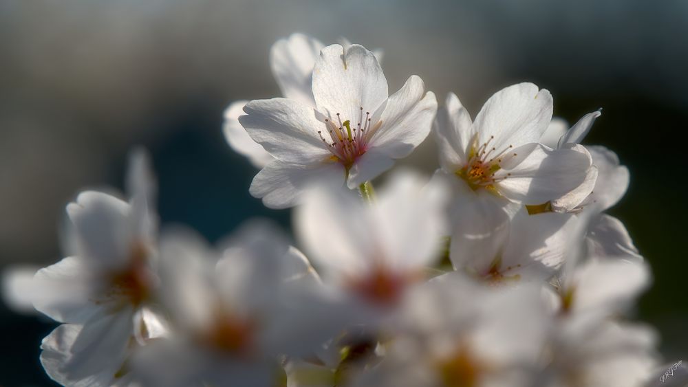 Kirschblüten II