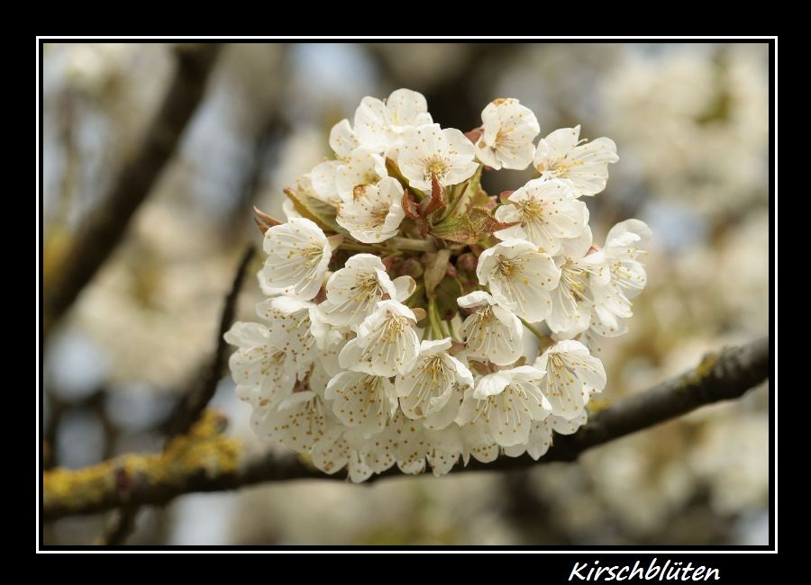 Kirschblüten II