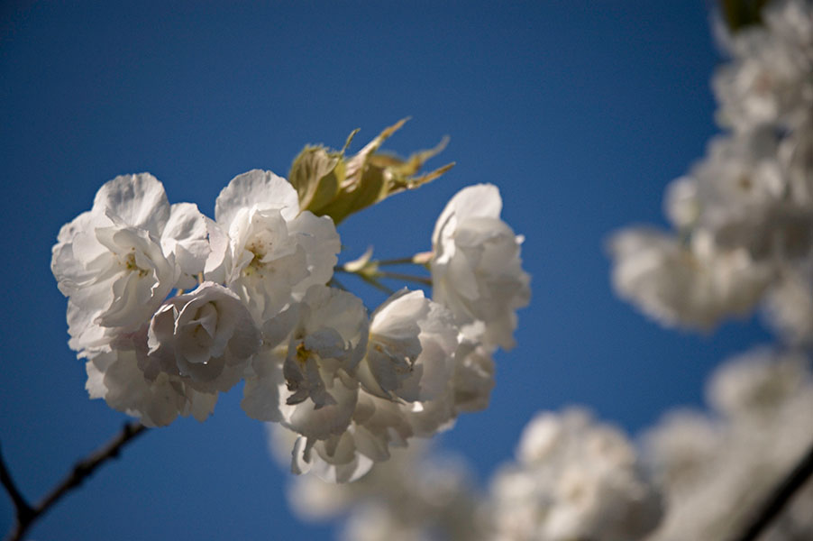 Kirschblüten II