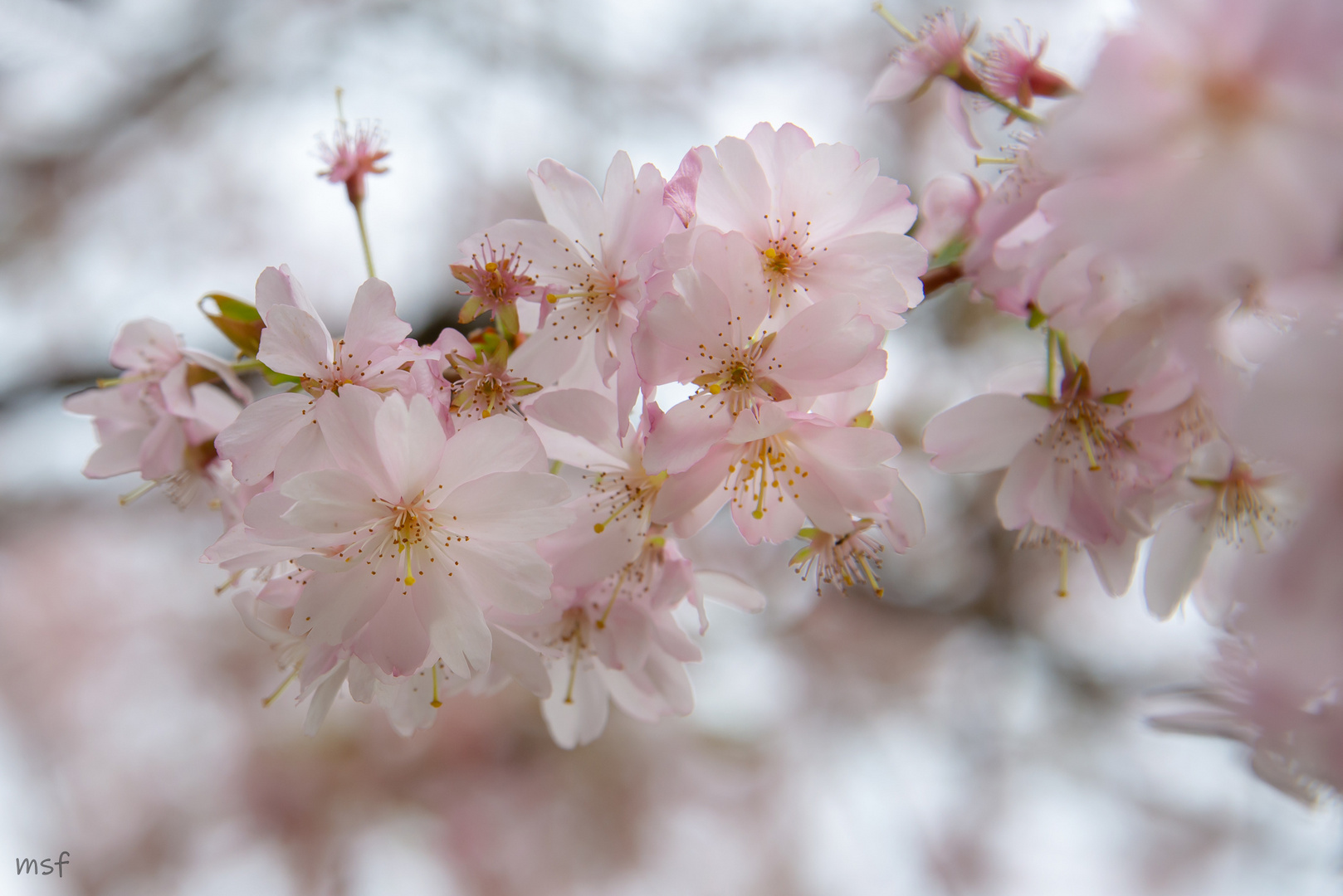 Kirschblüten II