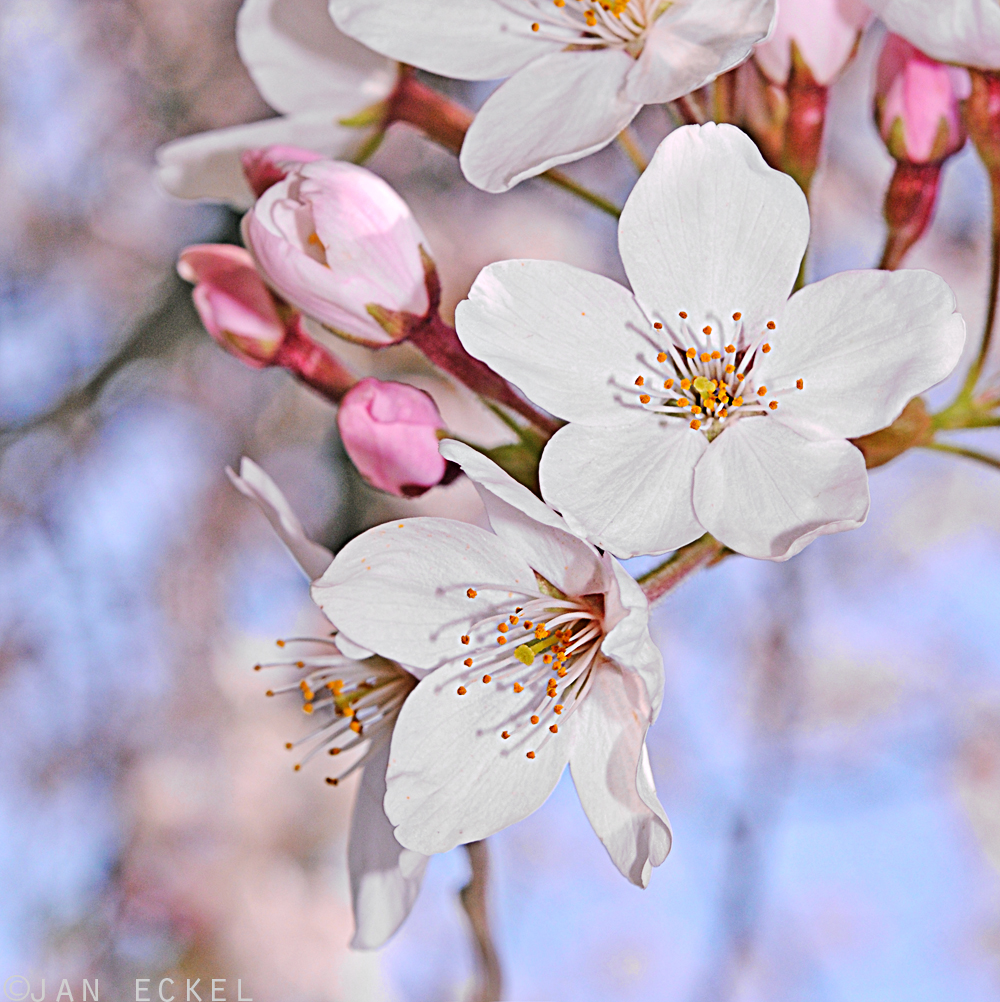 Kirschblüten II