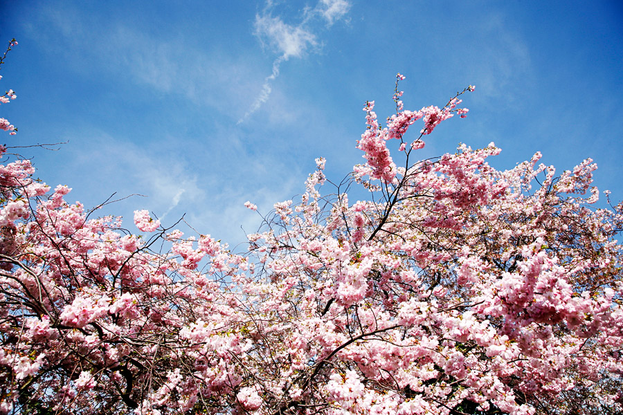 Kirschblüten II