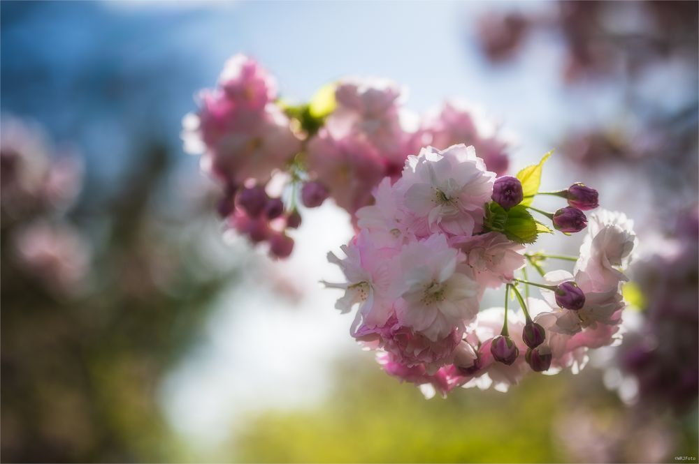 Kirschblüten III