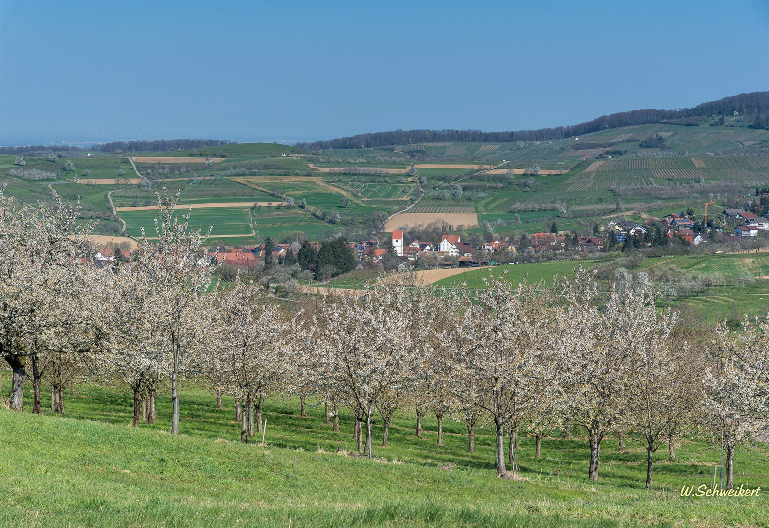 Kirschblüten im