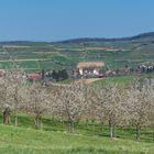 Kirschblüten im