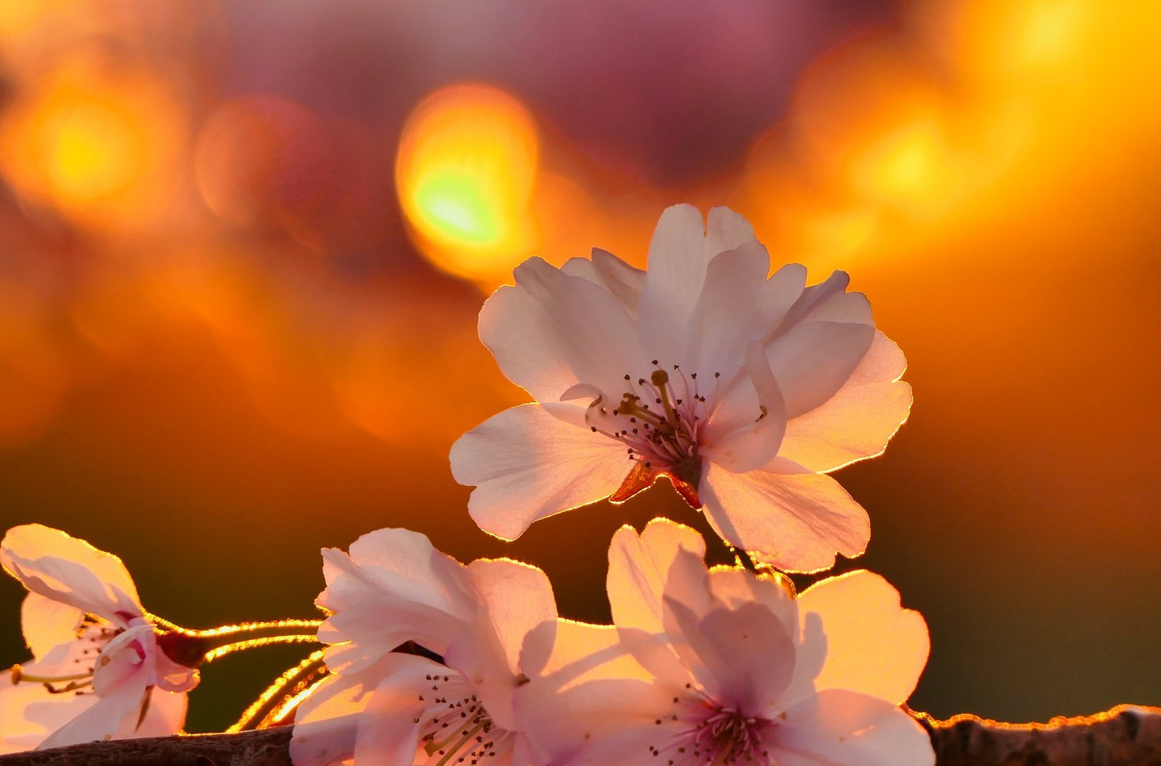 Kirschblüten im Abendlicht