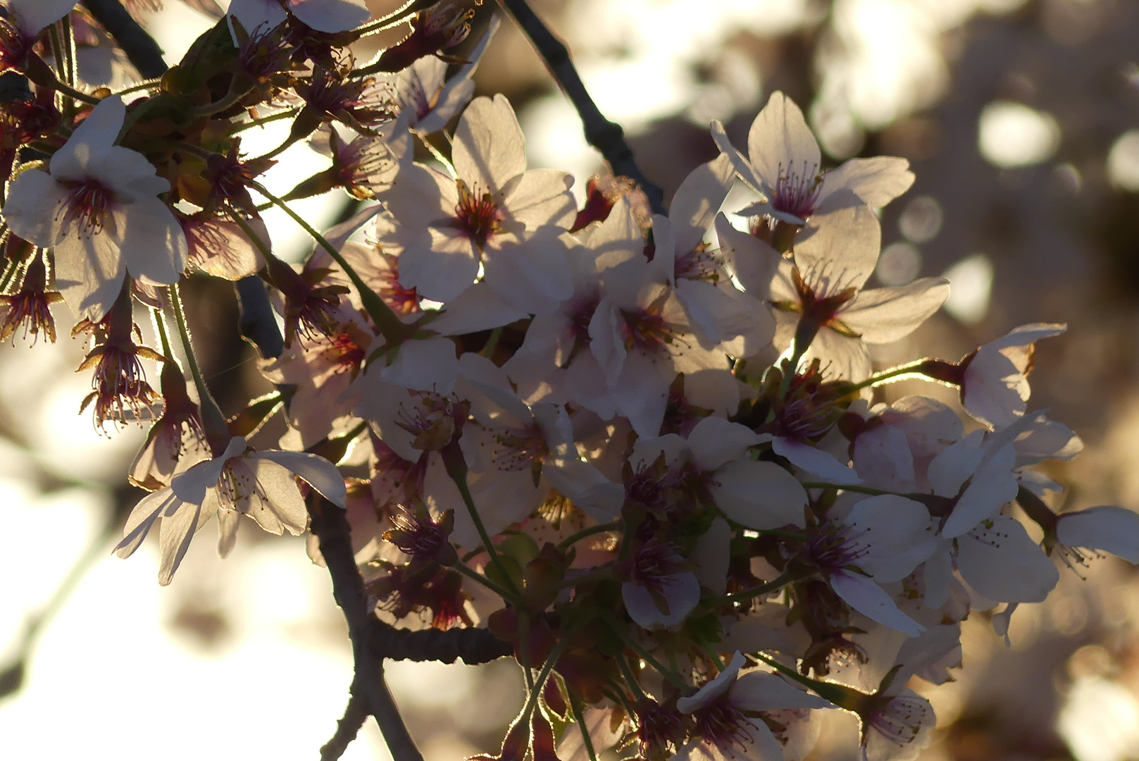 Kirschblüten im Abendlicht