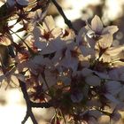 Kirschblüten im Abendlicht