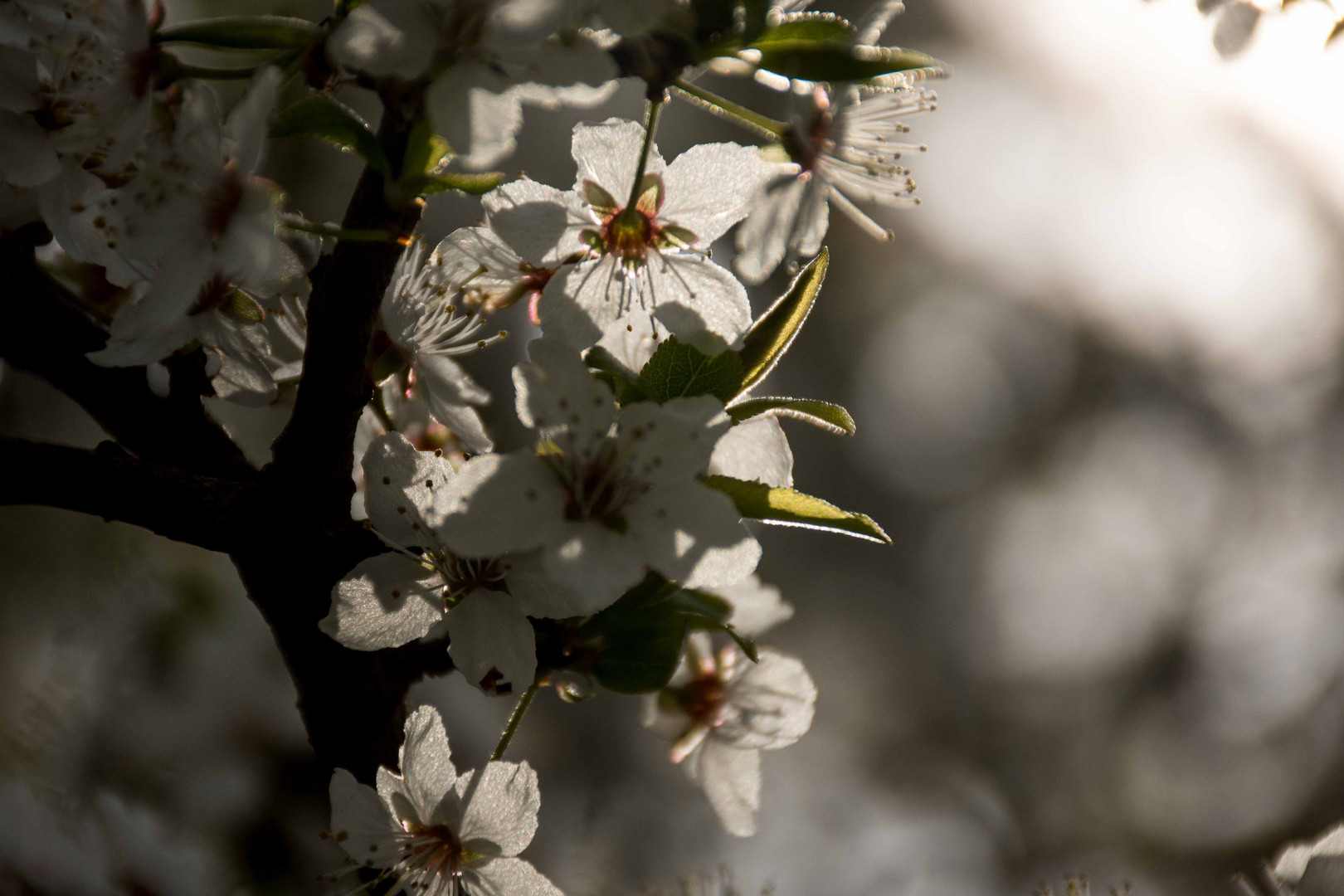 Kirschblüten im Abendlicht