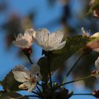 Kirschblüten im Abendlicht