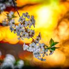 Kirschblüten im Abendlicht