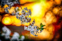 Kirschblüten im Abendlicht