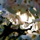 Kirschblüten im Abendrot 