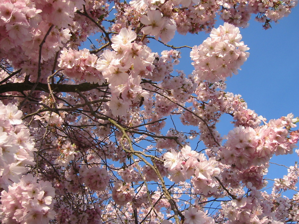 Kirschblüten im April