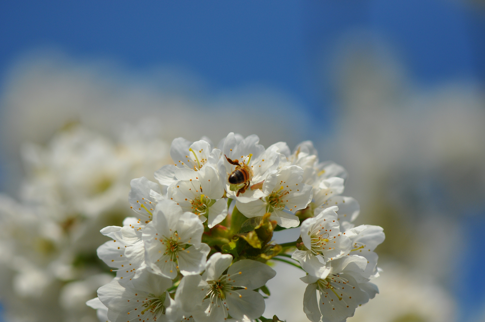 Kirschblüten im April