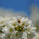 Kirschblüten im April