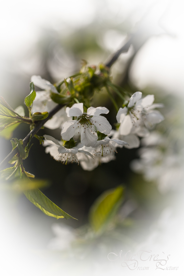 Kirschblüten im April