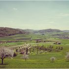 Kirschblüten im Baselbiet 