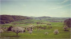 Kirschblüten im Baselbiet 