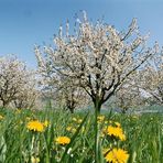 Kirschblüten im Fricktal