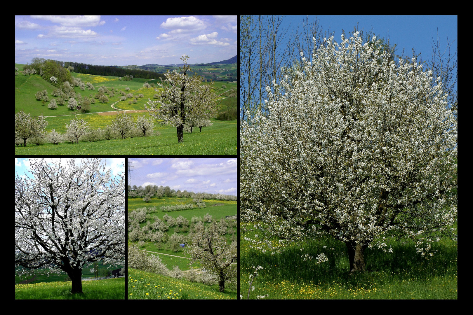 Kirschblüten im Fricktal