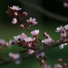 Kirschblüten im Frühling