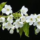 Kirschblüten im Frühling