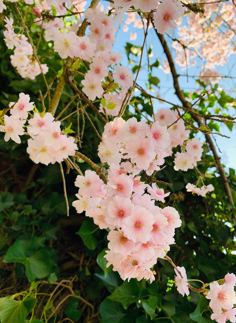 Kirschblüten im Frühling