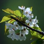 Kirschblüten im Frühling