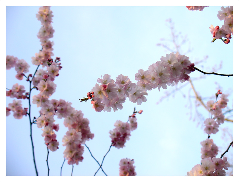 Kirschblüten im Frühling