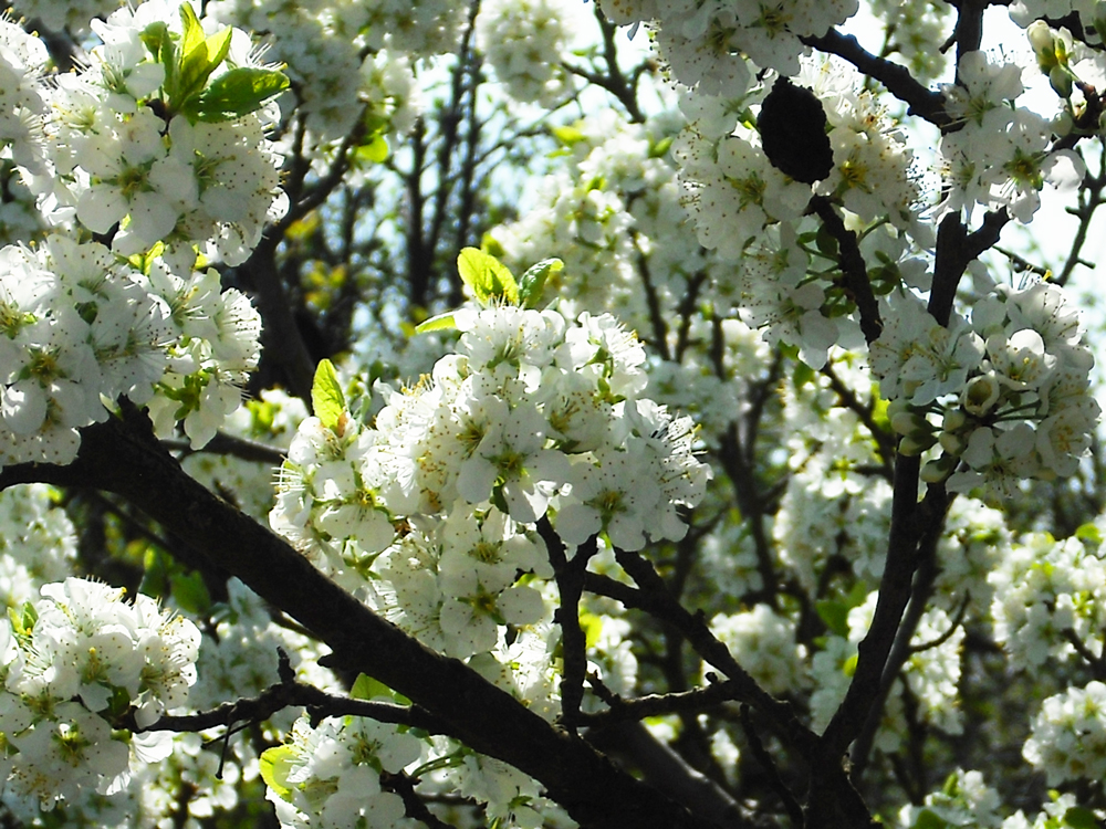 Kirschblüten im Frühling