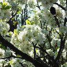 Kirschblüten im Frühling