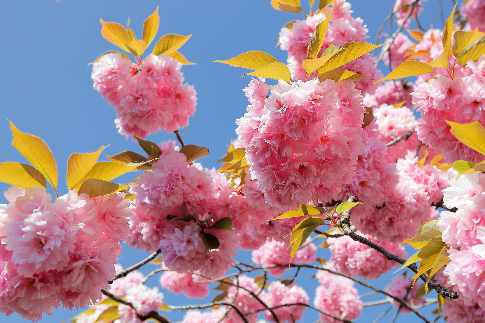 Kirschblüten im Frühling