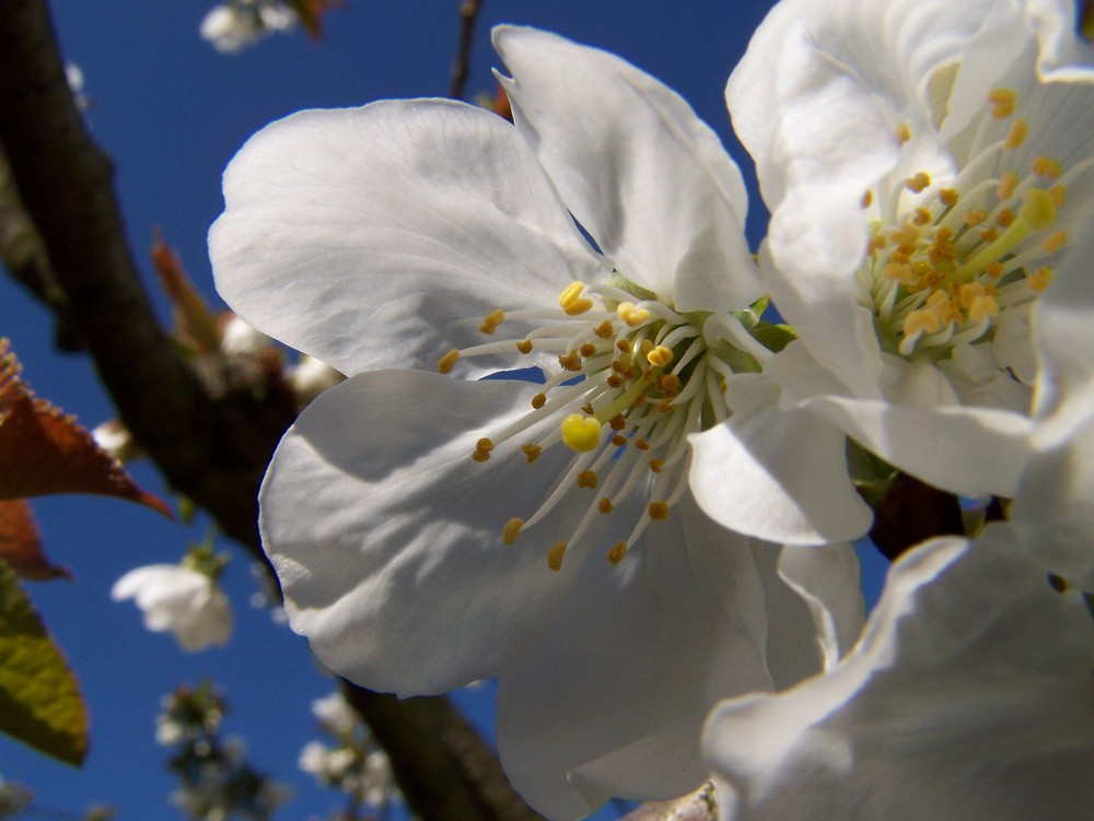 Kirschblüten im Frühling