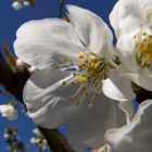 Kirschblüten im Frühling