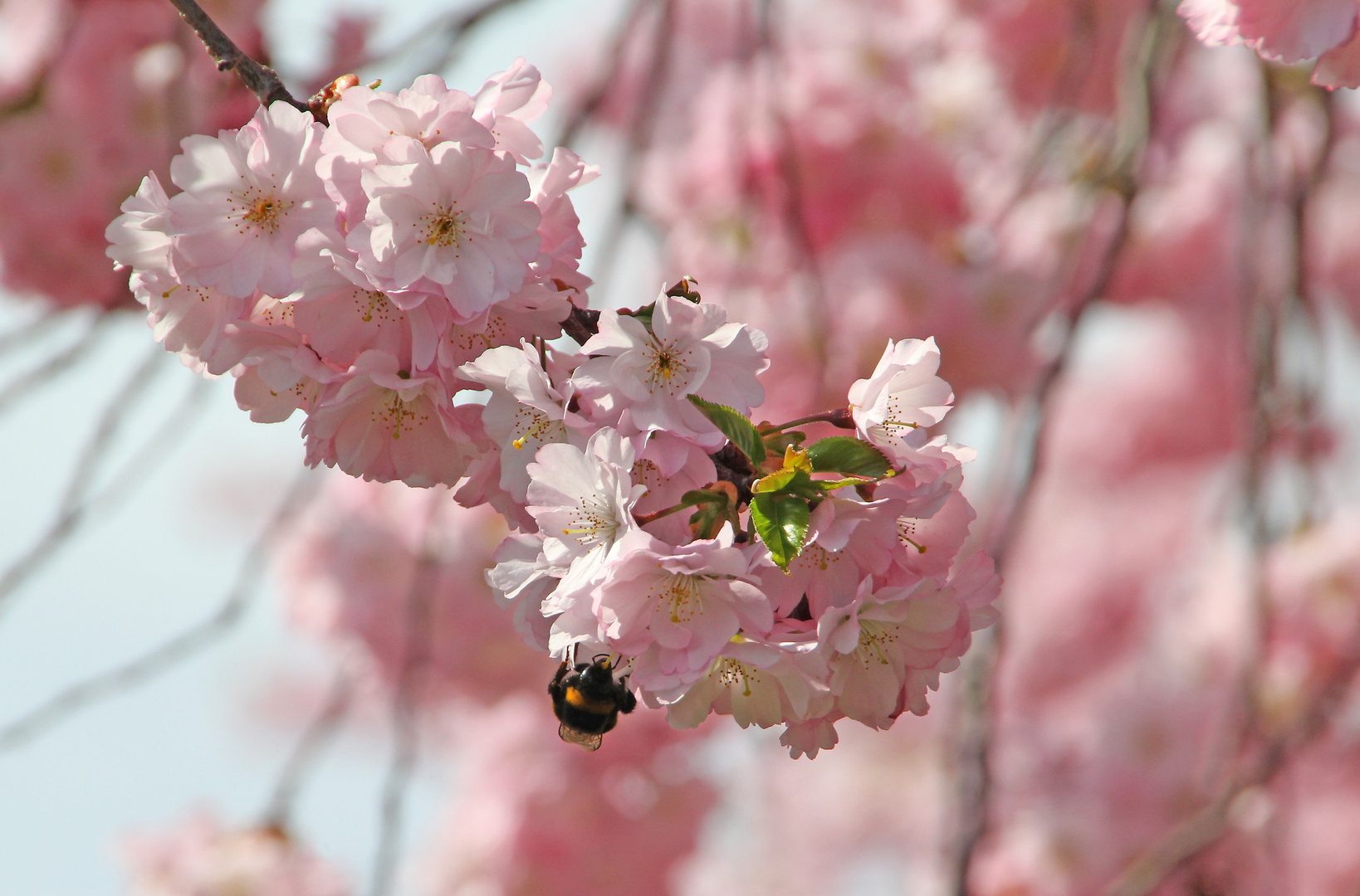 Kirschblüten im Frühling