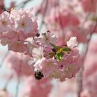 Kirschblüten im Frühling