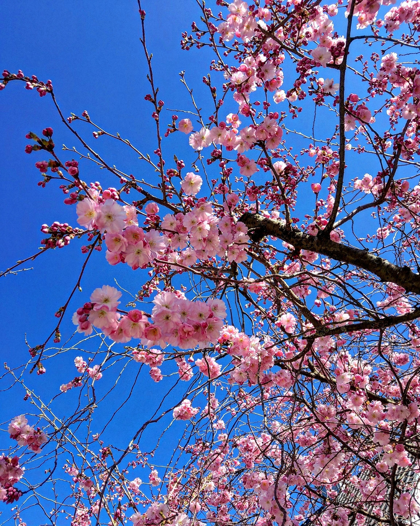 Kirschblüten im Frühling 