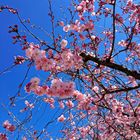 Kirschblüten im Frühling 