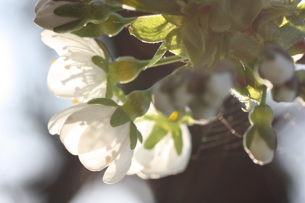 Kirschblüten im Frühling