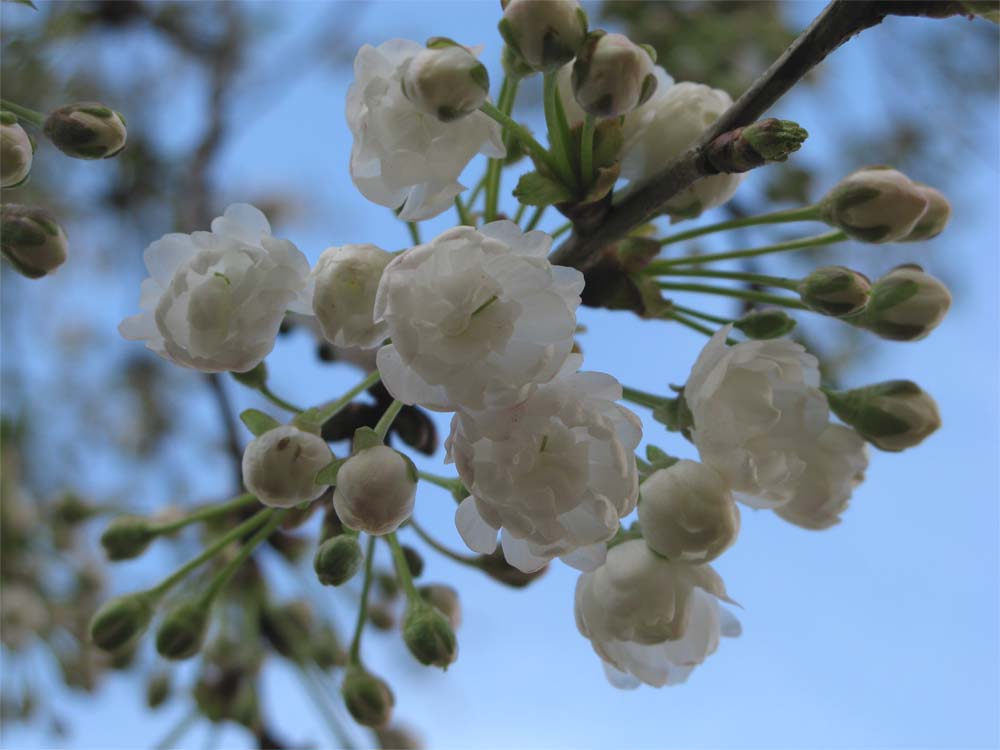 Kirschblüten im Frühlingserwachen