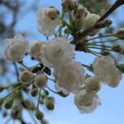 Kirschblüten im Frühlingserwachen