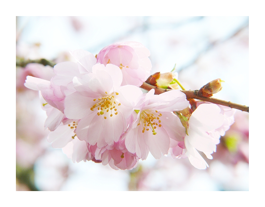 Kirschblüten im Frühlingslicht