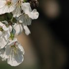 Kirschblüten im Frühlingswind